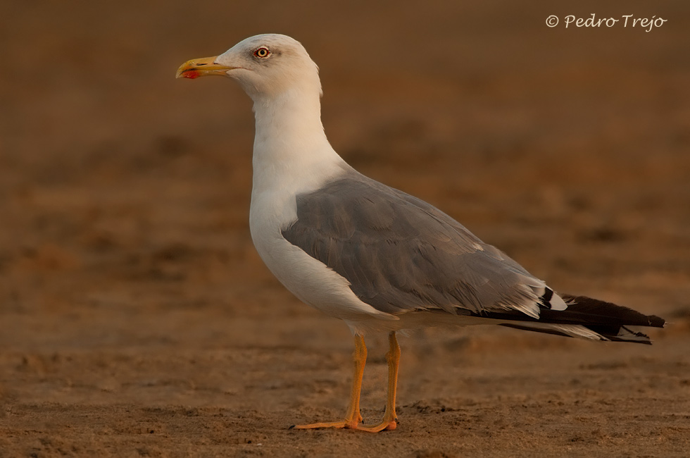 Gaviota patiamarilla (Larus cachinnans)